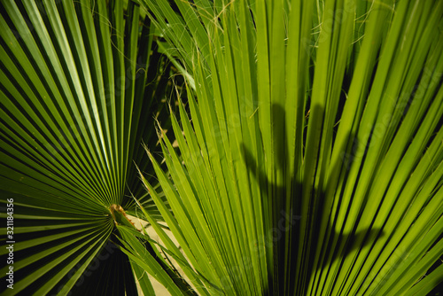 Abstract Close up of Shadows and Palm Leaf