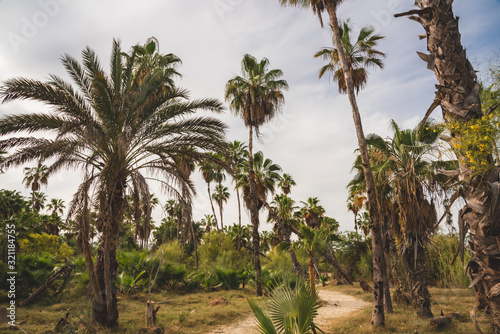 Vegetation in  San Jose Del Cabo  Mexican Town Estuary