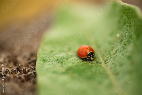 Macro close up of a ladybug on a leaf