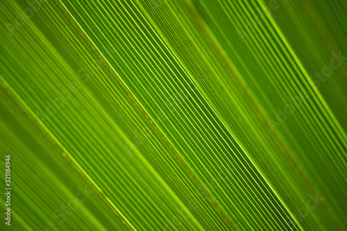 Interesting Macro Close up Photography of Palm Leaf Texture © Arturo Verea