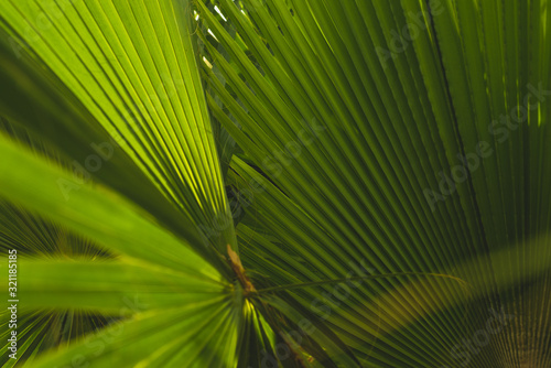 Interesting Photograph of Palms Growing, taken in Los Cabos, Mexico