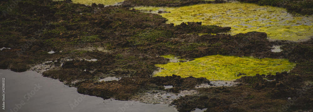 Mossy Wet Land ground close up Mossy Wet Land ground close up