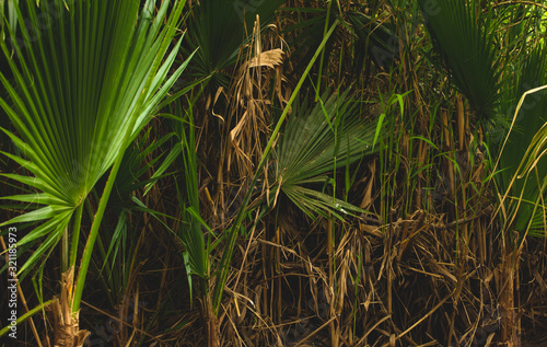 Close up of the Vegetation in  Los Cabos   Estuary 