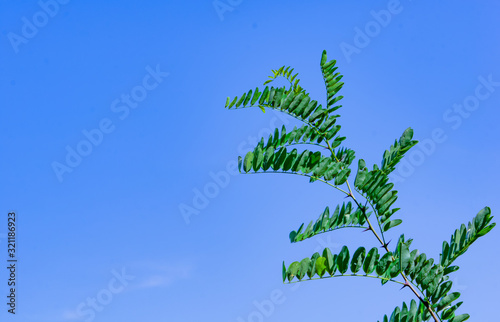 (27)DSC08114_Acacia_branch