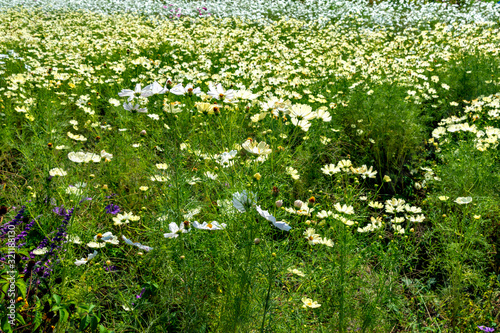 full blooming of yellow cosmos photo