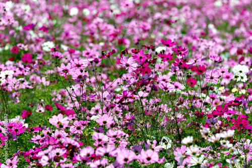 full blooming of pink cosmos