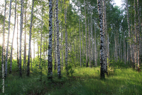 Fototapeta Naklejka Na Ścianę i Meble -  A birch grove of slender young birches is illuminated by the morning rays of the summer sun