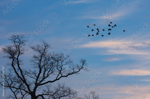 止り木に向かって飛ぶ野鳥の群れ