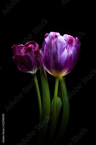 Purple Tulips - Isolated on a Black Background