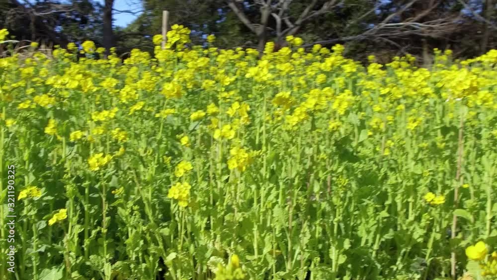 菜の花 菜の花