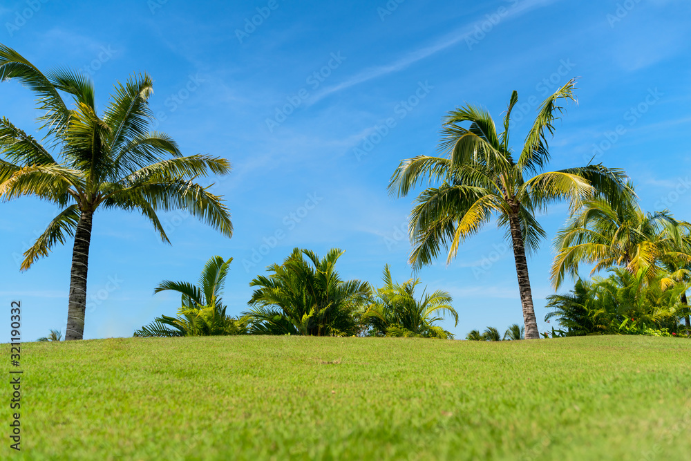Palm tree and green grass field with blue sky Palm tree and green grass field with blue sky