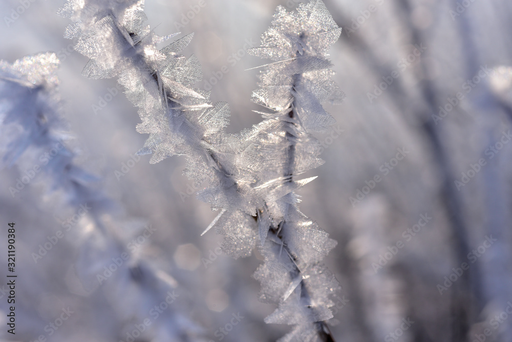 Rime on the tree.