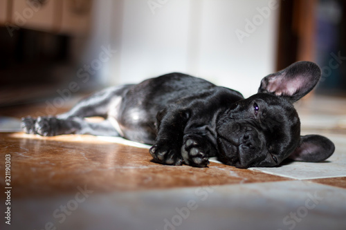 French bulldog in the kitchen sleeping comfortably