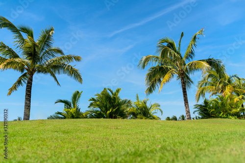 Palm tree and green grass field with blue sky