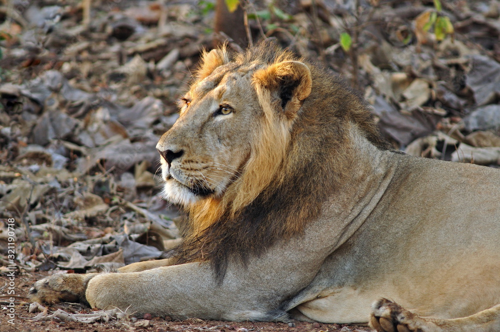 Obraz premium Male Asiatic lion, Panthera leo persica. The only place in the wild where this species is found is in the Gir Forest of Gujarat, India.
