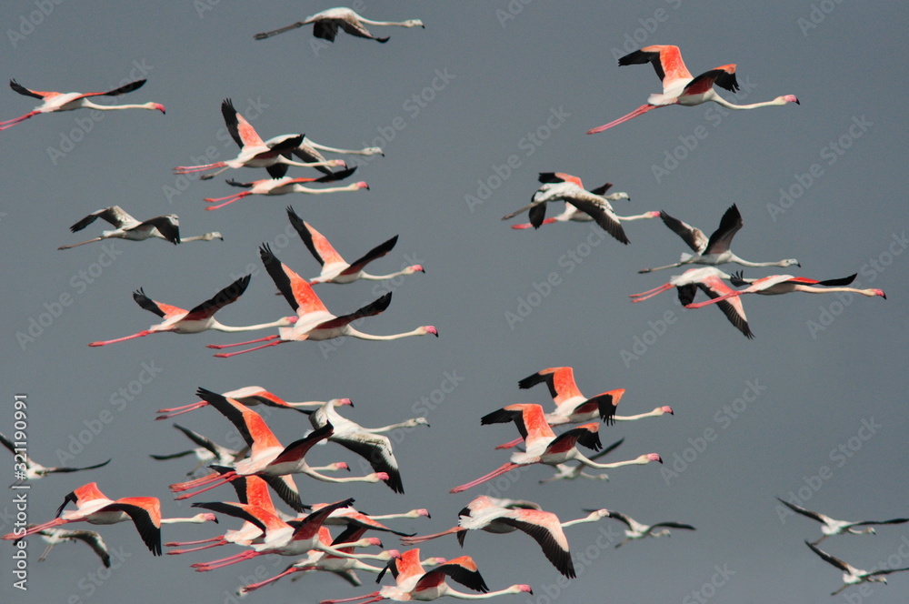 Fototapeta premium Flamingoes in flight : Flamingos or flamingoes are a type of wading bird in the genus Phoenicopterus