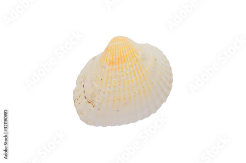  sea shell isolated on white background with clipping path