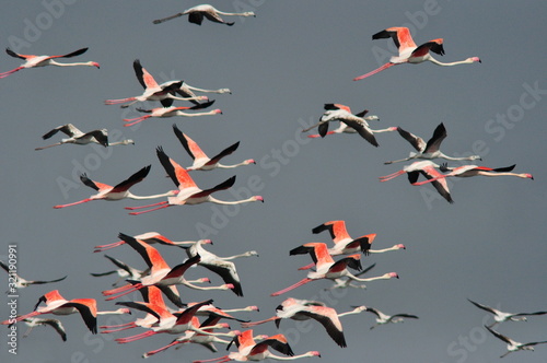 Flamingoes in flight : Flamingos or flamingoes are a type of wading bird in the genus Phoenicopterus