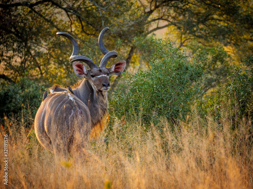 Greater kudu (Tragelaphus strepsiceros) male. Mpumalanga. South Africa.