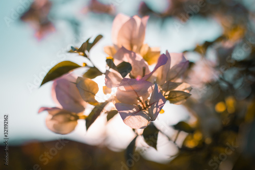 Photo of a pink bougainvillea lit from behind
