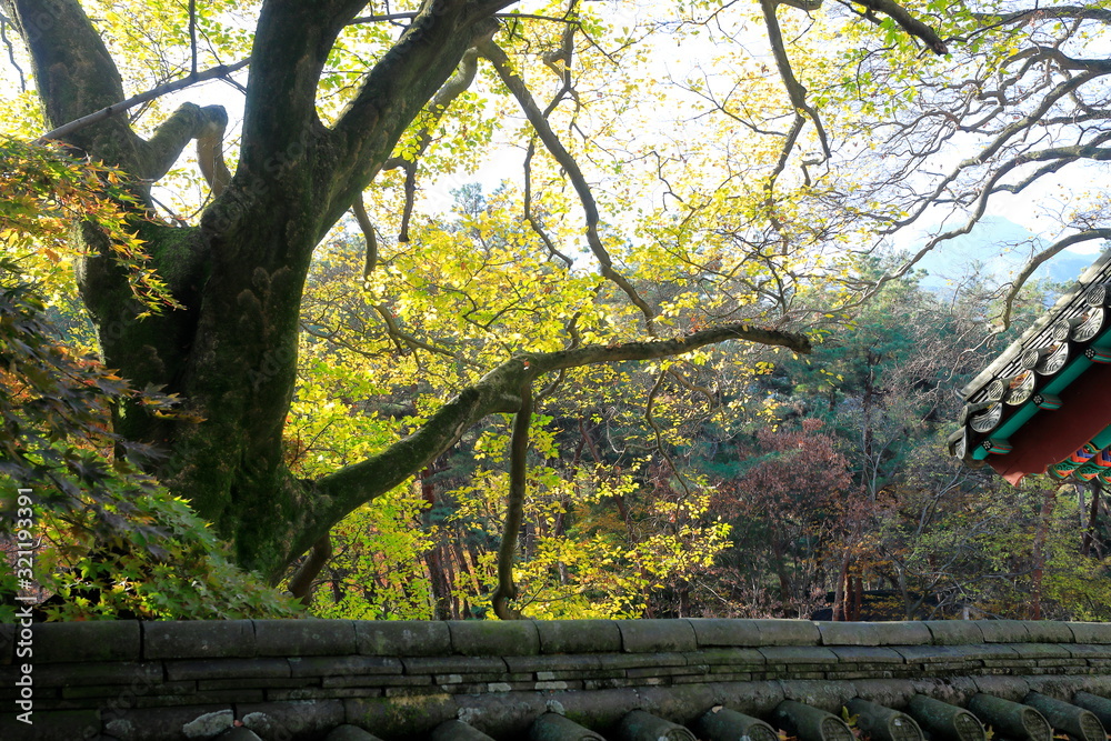 한국의 아름다운 가을 단풍