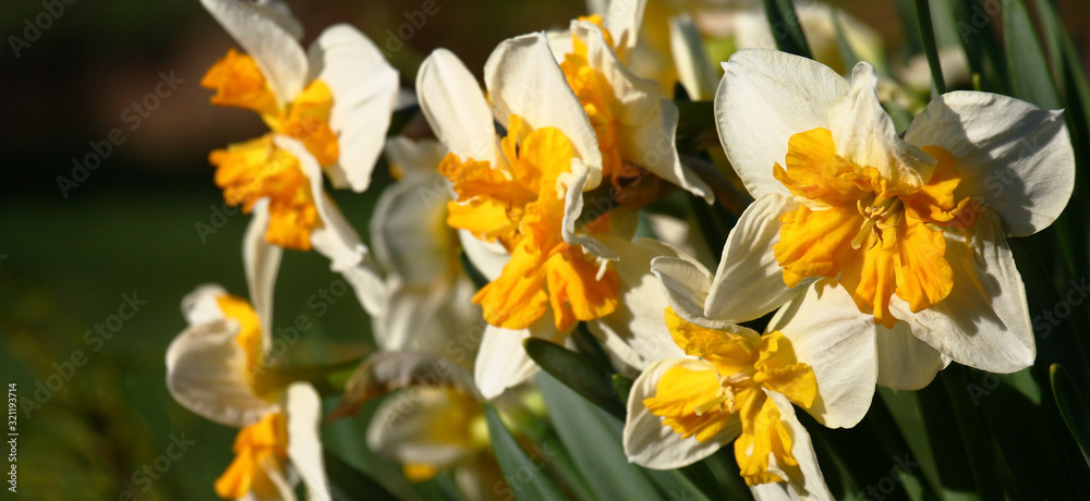 A large number of narcissuses look brightly and contrastly in beams of the morning sun.