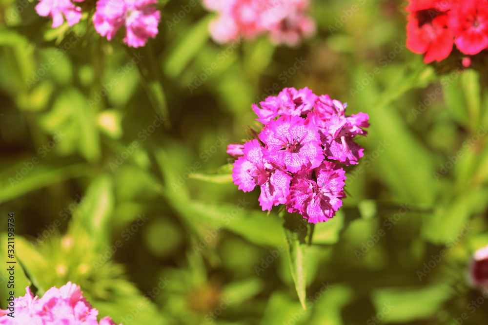 Sweet william (Dianthus barbatus) beautiful flowers in the summer garden close up. Retro style toned Sweet william (Dianthus barbatus) beautiful flowers in the summer garden close up. Retro style toned