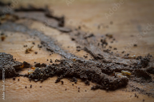 Group of worker termites walking and move in cracking tunnel from termite nest on old brown wood board of abandoned house. Background for environment or pest control or house problem concept.