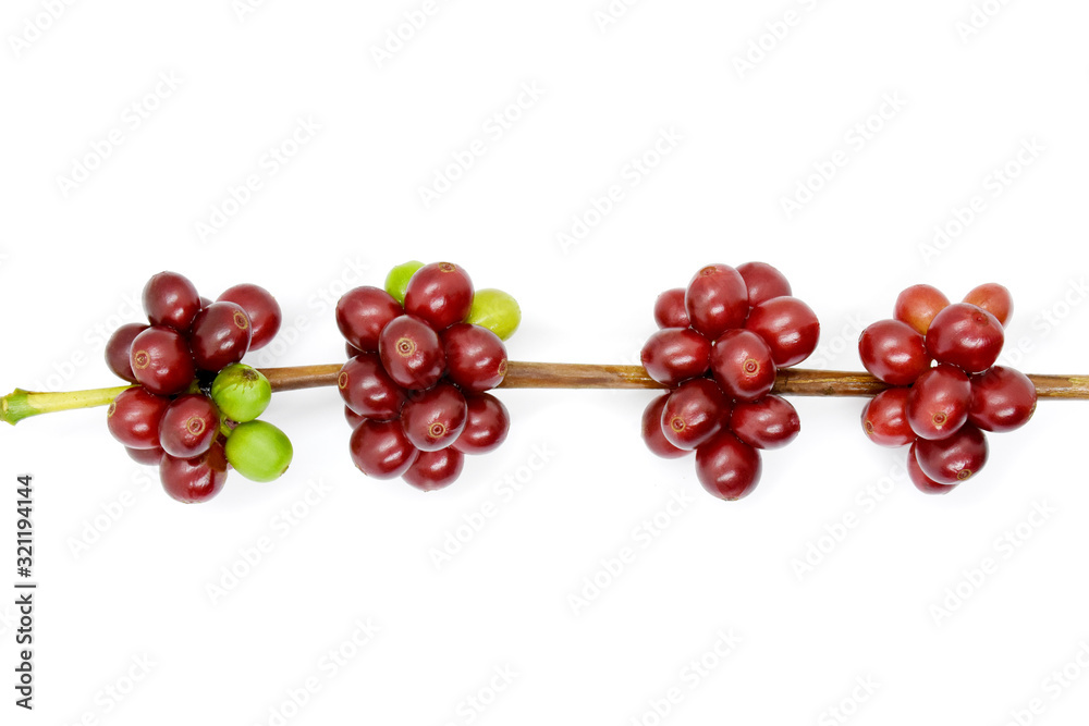 Coffee berries on branch on white background. Coffee berries on branch on white background.
