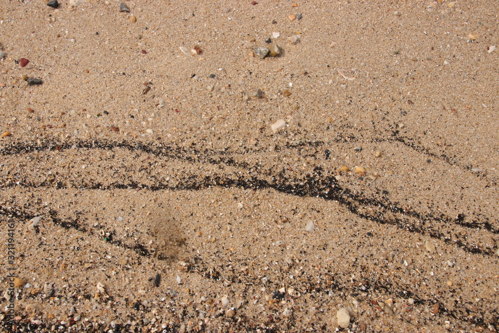 sand fossil shell on the beach, Texture lines of sand on the beach sand fossil shell on the beach, Texture lines of sand on the beach