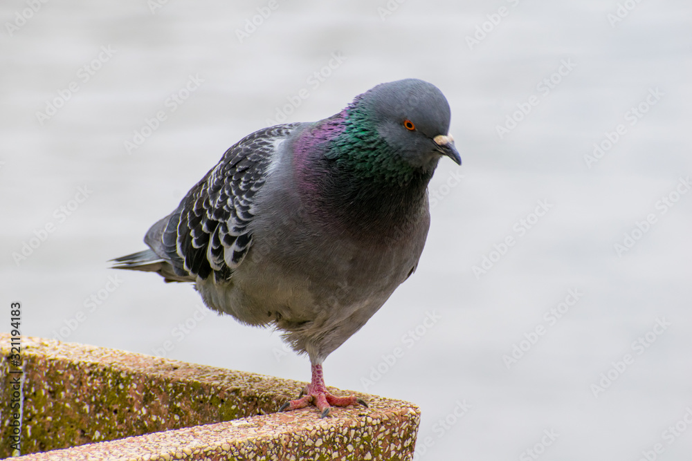Fototapeta premium Dove standing on one leg. A beautiful pigeon in the park, stands on one leg