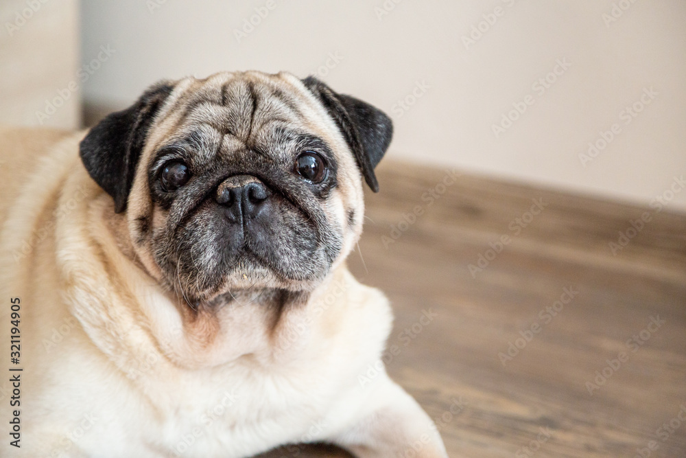 Dog pug looks seriously and attentively at the camera. Pet, loyal friend. Close up with copy space