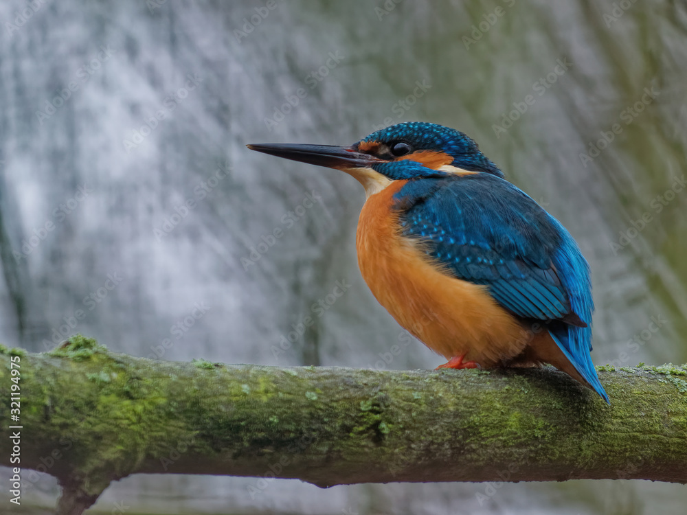 custom made wallpaper toronto digitalThe common kingfisher,Alcedo atthis, also known as the Eurasian kingfisher