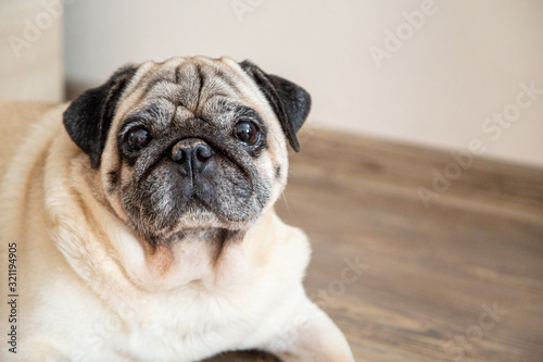 Dog pug looks seriously and attentively at the camera. Pet, loyal friend. Close up with copy space © Lezel