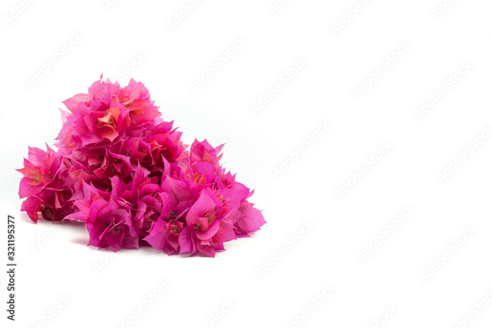 Pink Bougainvillea isolated on white background. Pink Bougainvillea isolated on white background.
