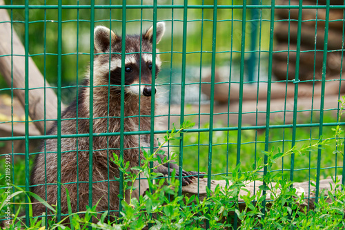 Fotografija Little raccoon in a cage