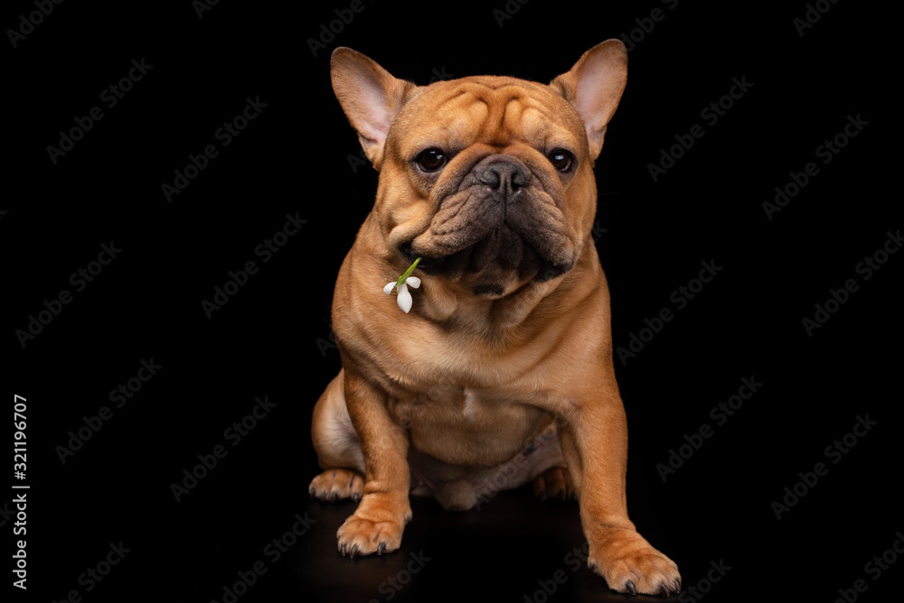 French bulldog on a black isolated background with snowdrop