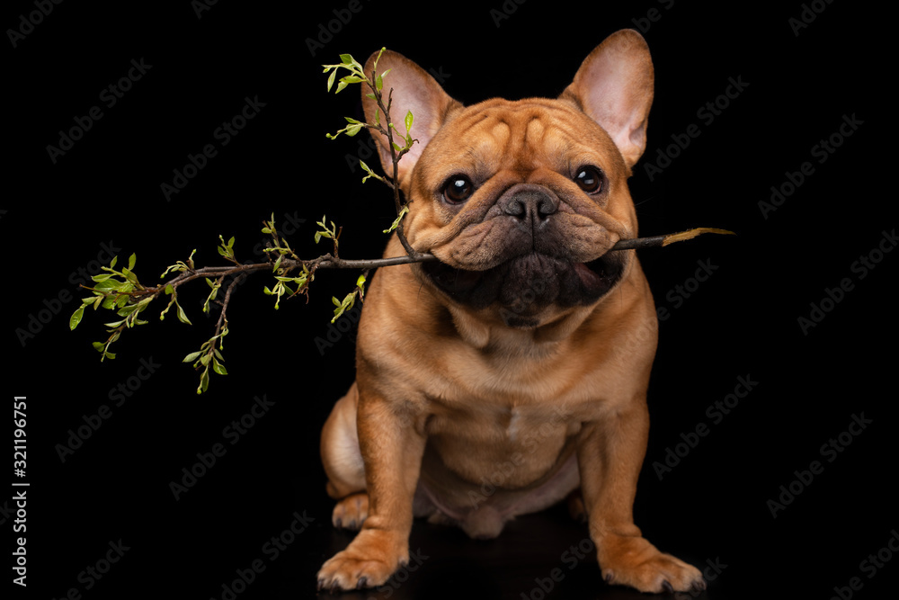 French bulldog on a black isolated background with a spring branch in his teeth