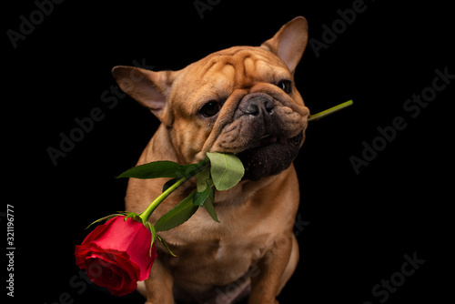 Fototapeta Naklejka Na Ścianę i Meble -  French bulldog on a black isolated background with a rose in his teethо