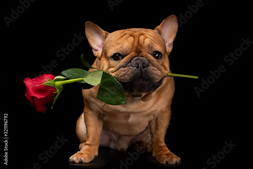 French bulldog on a black isolated background with a rose in his teethо © Светлана Валуйская