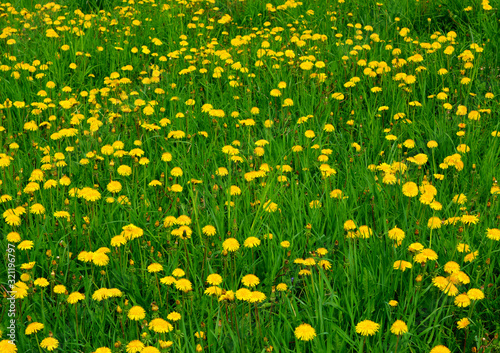 Beautiful wildlife. Field of blooming yellow dandelions. Spring natural countryside landscape.