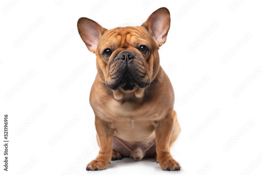 French bulldog on a white isolated background