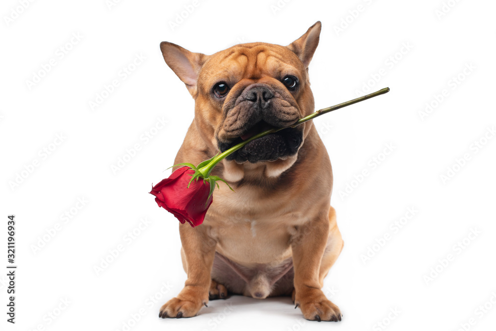 French bulldog with a red rose on a white isolated background