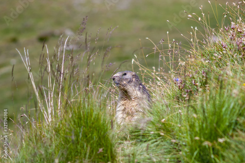 A lone marmot standing between the stalks of grass in Vanoise National Park, French Alps.  © Plamen Petrov