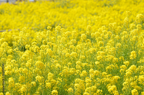 菜の花