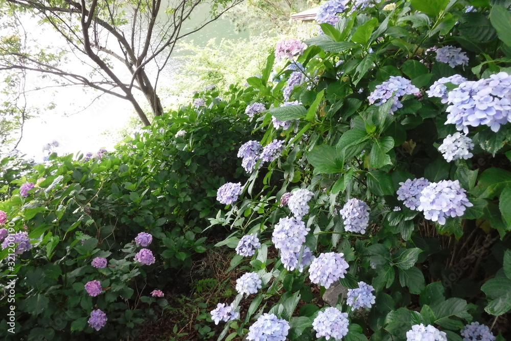 池の畔の紫陽花 池の畔の紫陽花