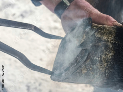 Detail of puting hot horse shoe onto hoof.