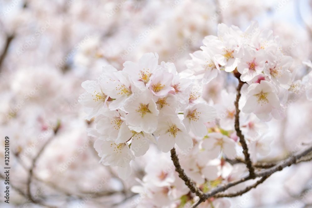 Cherry tree in bloom in spring Cherry tree in bloom in spring