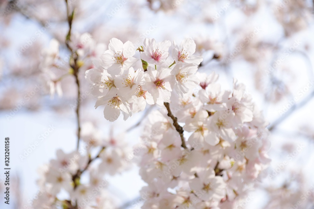 Cherry tree in bloom in spring