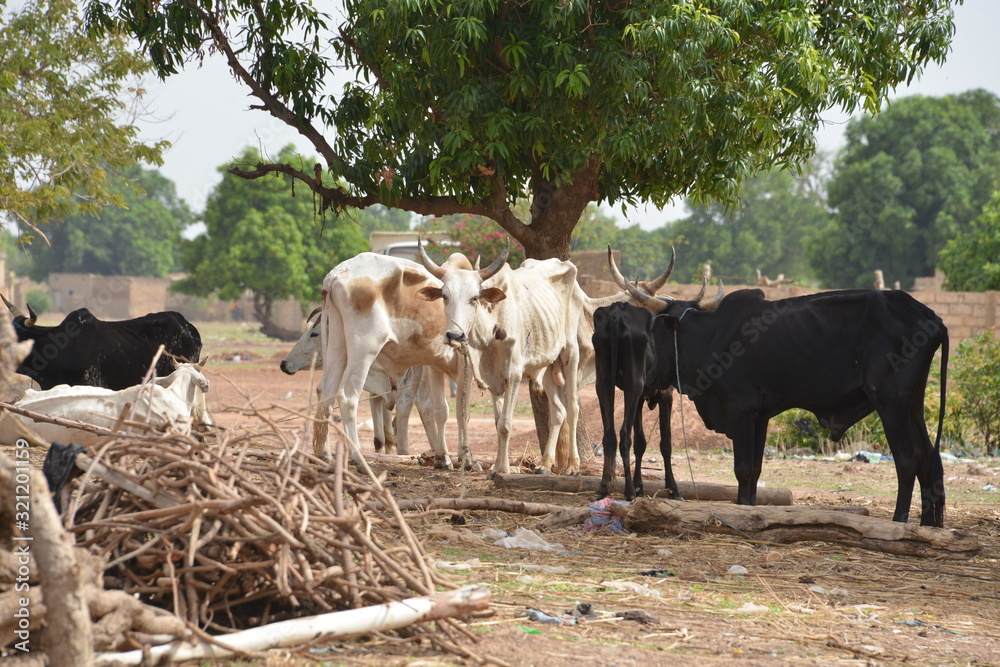 Obraz premium l'élevage en campagne